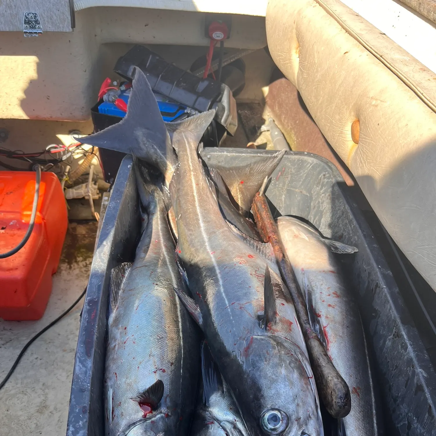 Atlantic pollock caught on Fishbrain