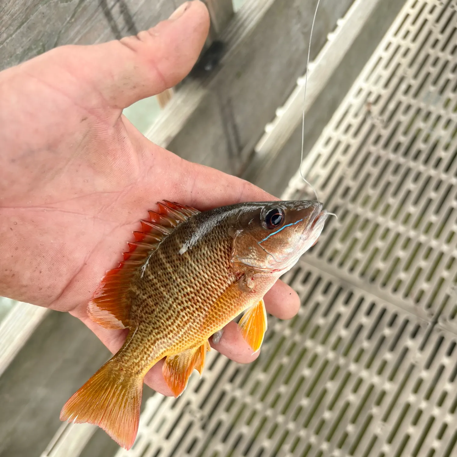 The most recent Dog Snapper catches on Fishbrain
