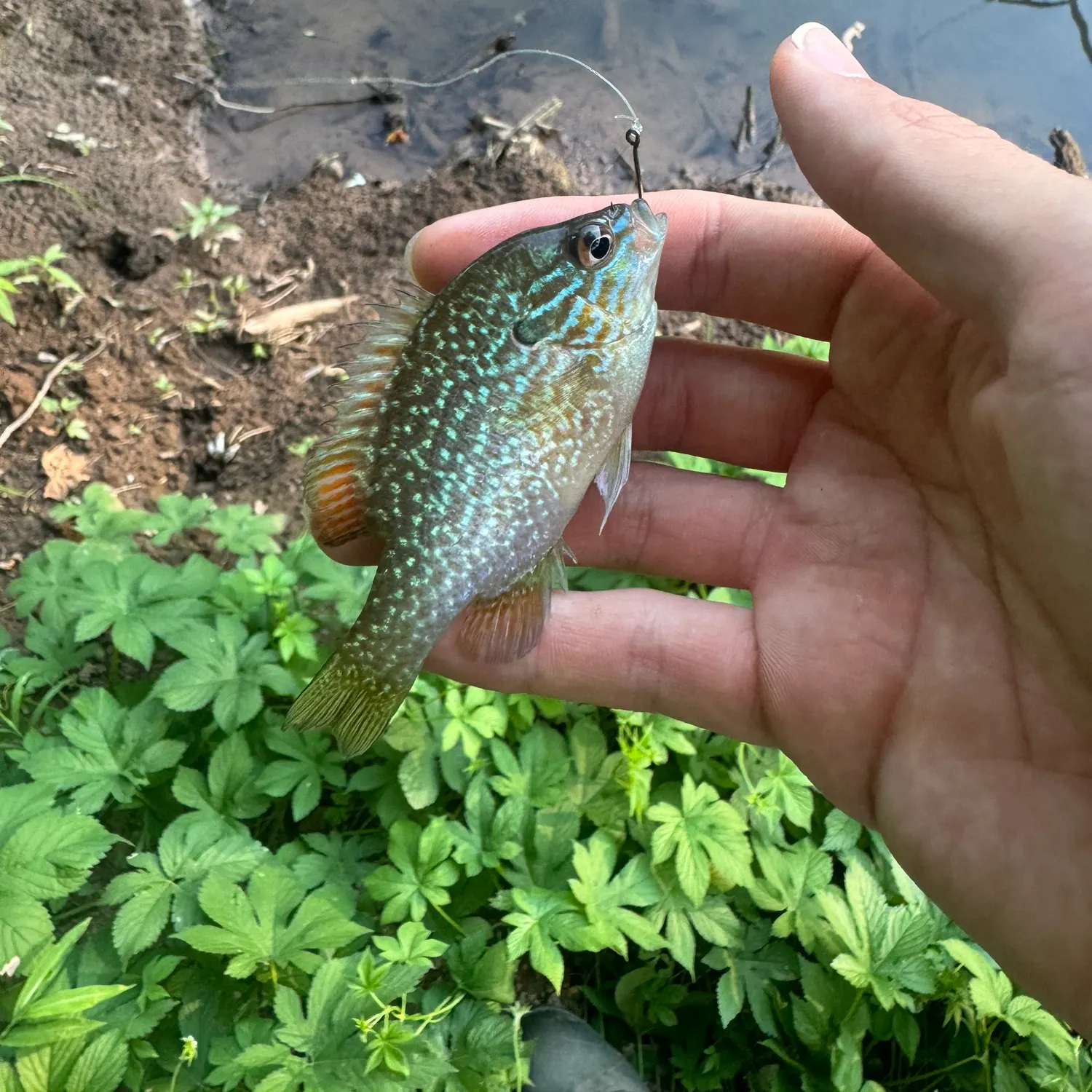 The most recent Longear sunfish catches on Fishbrain
