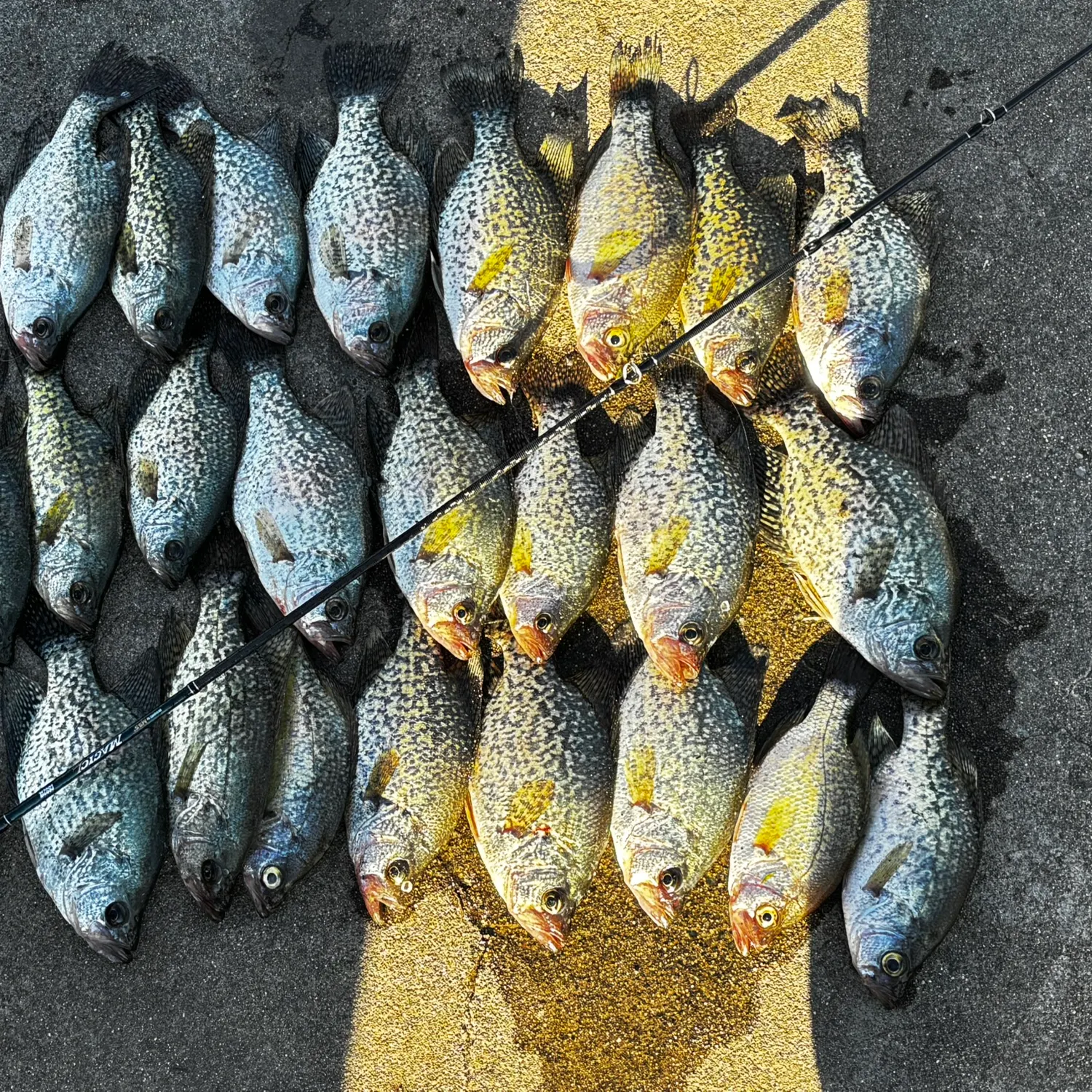 recently logged catches