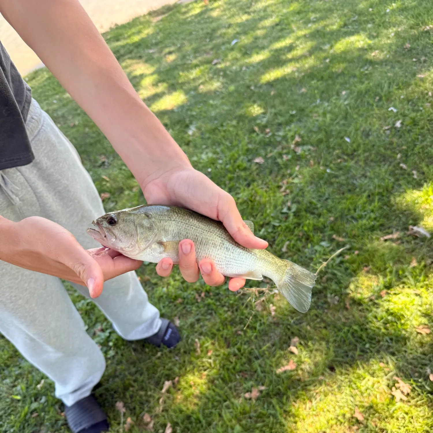 Spotted bass caught on Fishbrain