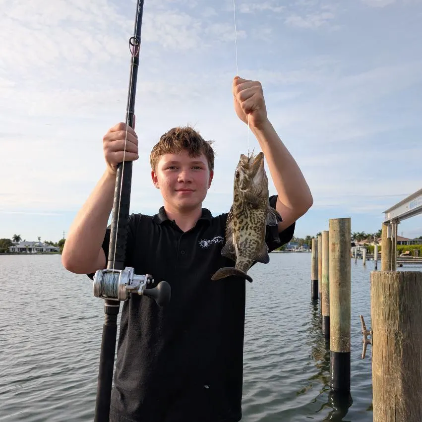 The most recent Gag grouper catches on Fishbrain