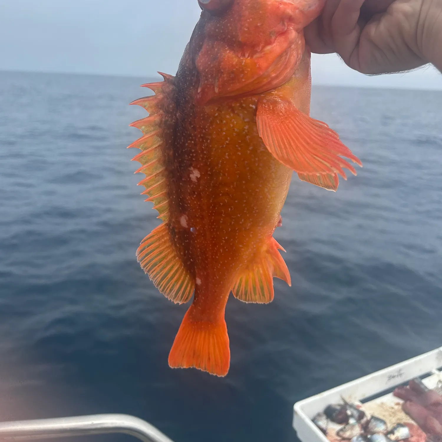 The most recent Starry rockfish catches on Fishbrain