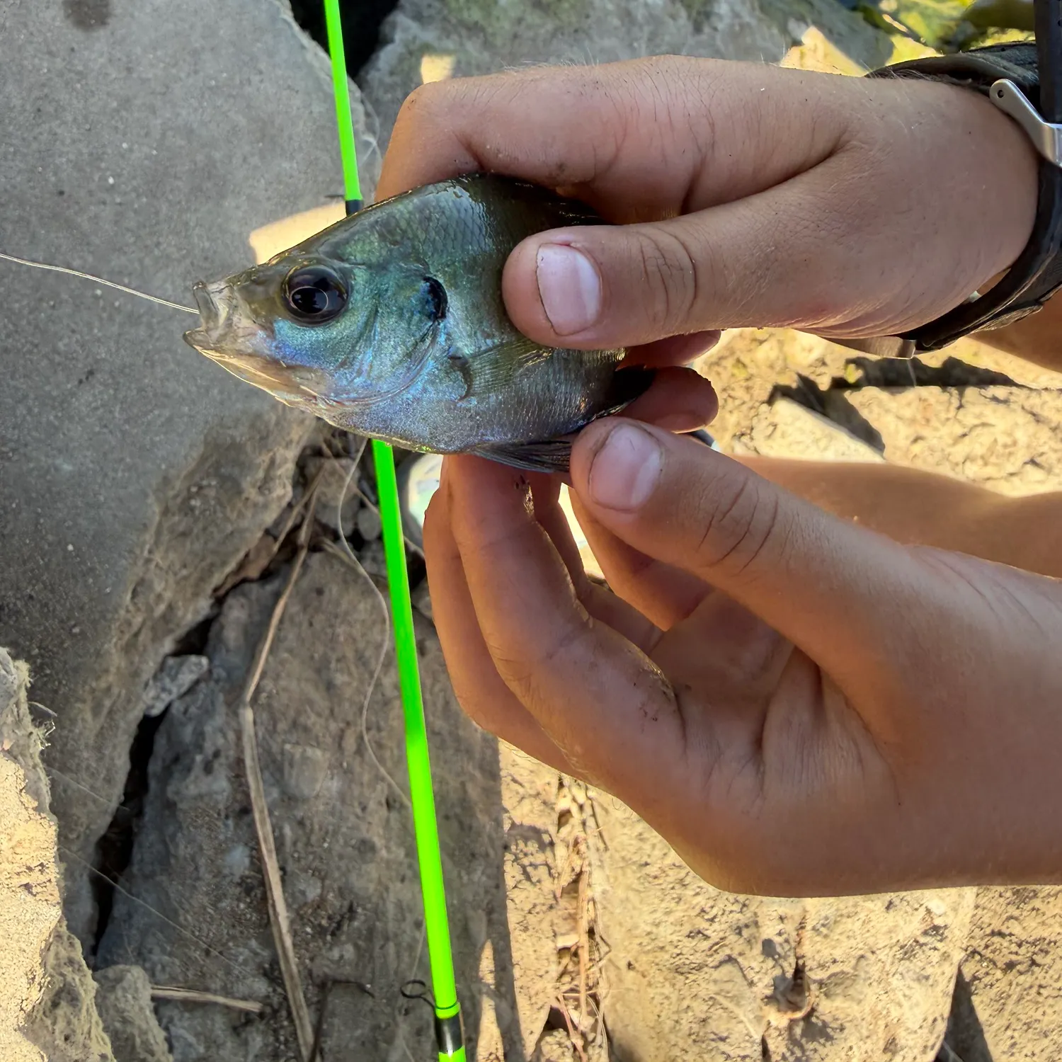 catch