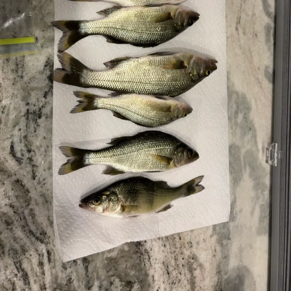 recently logged catches