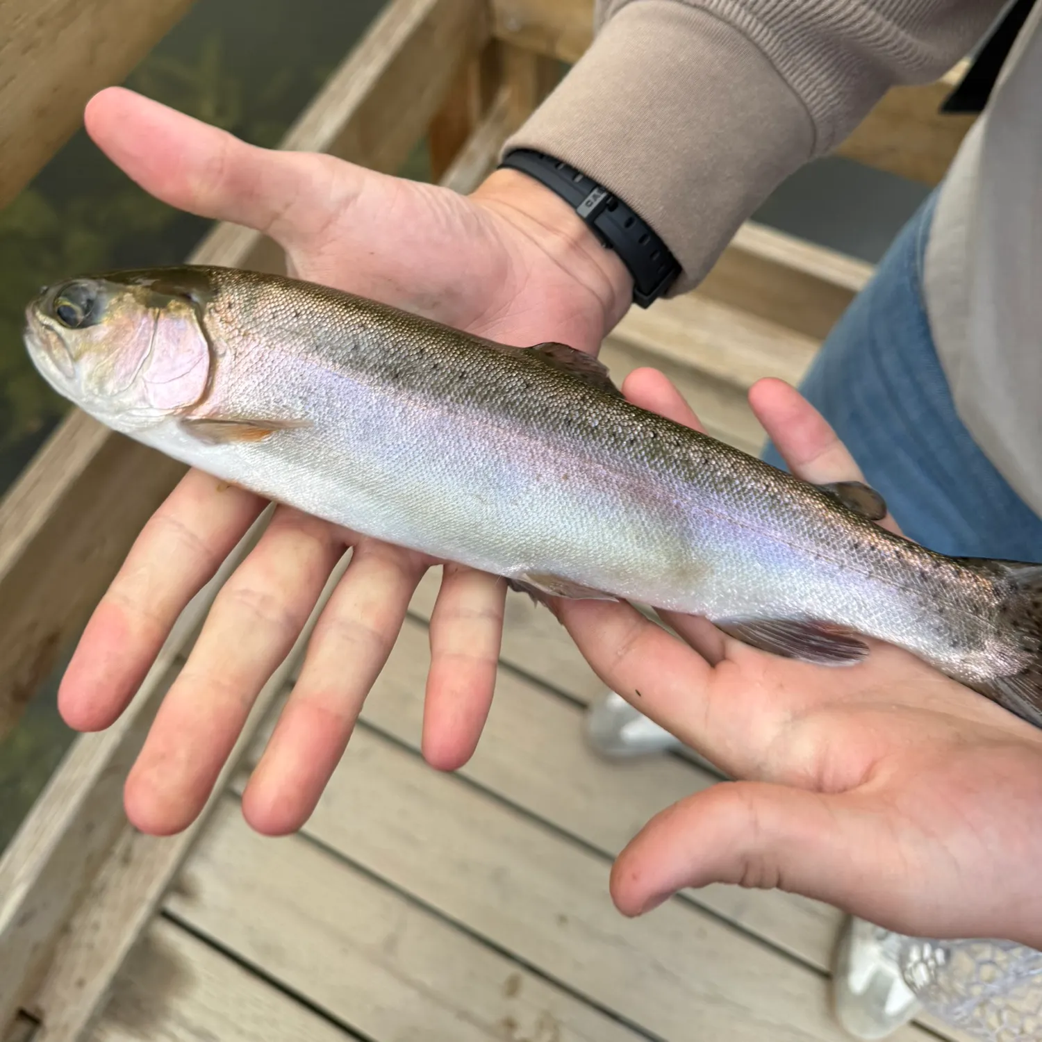 Rainbow trout caught on Fishbrain