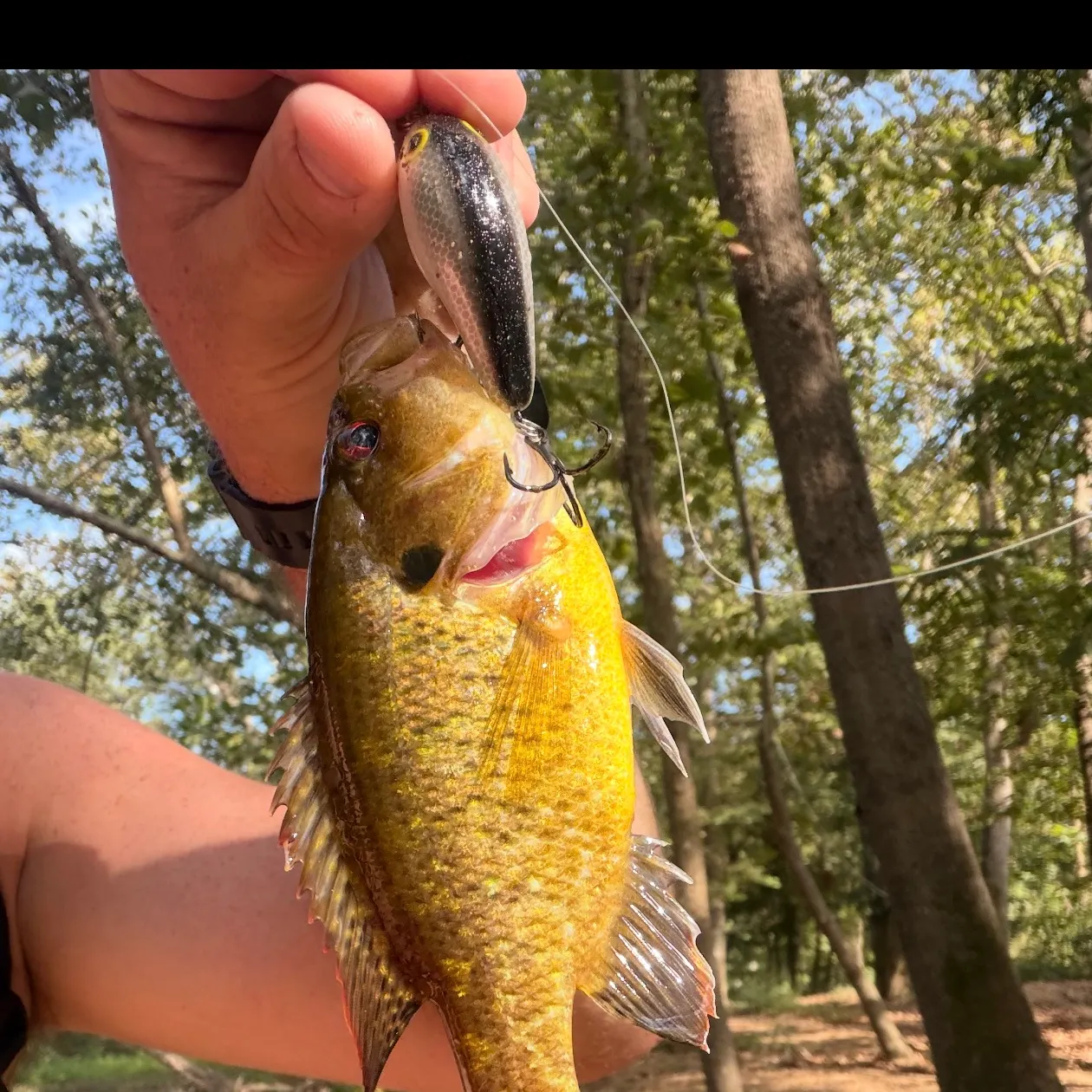 Rock bass caught on Fishbrain