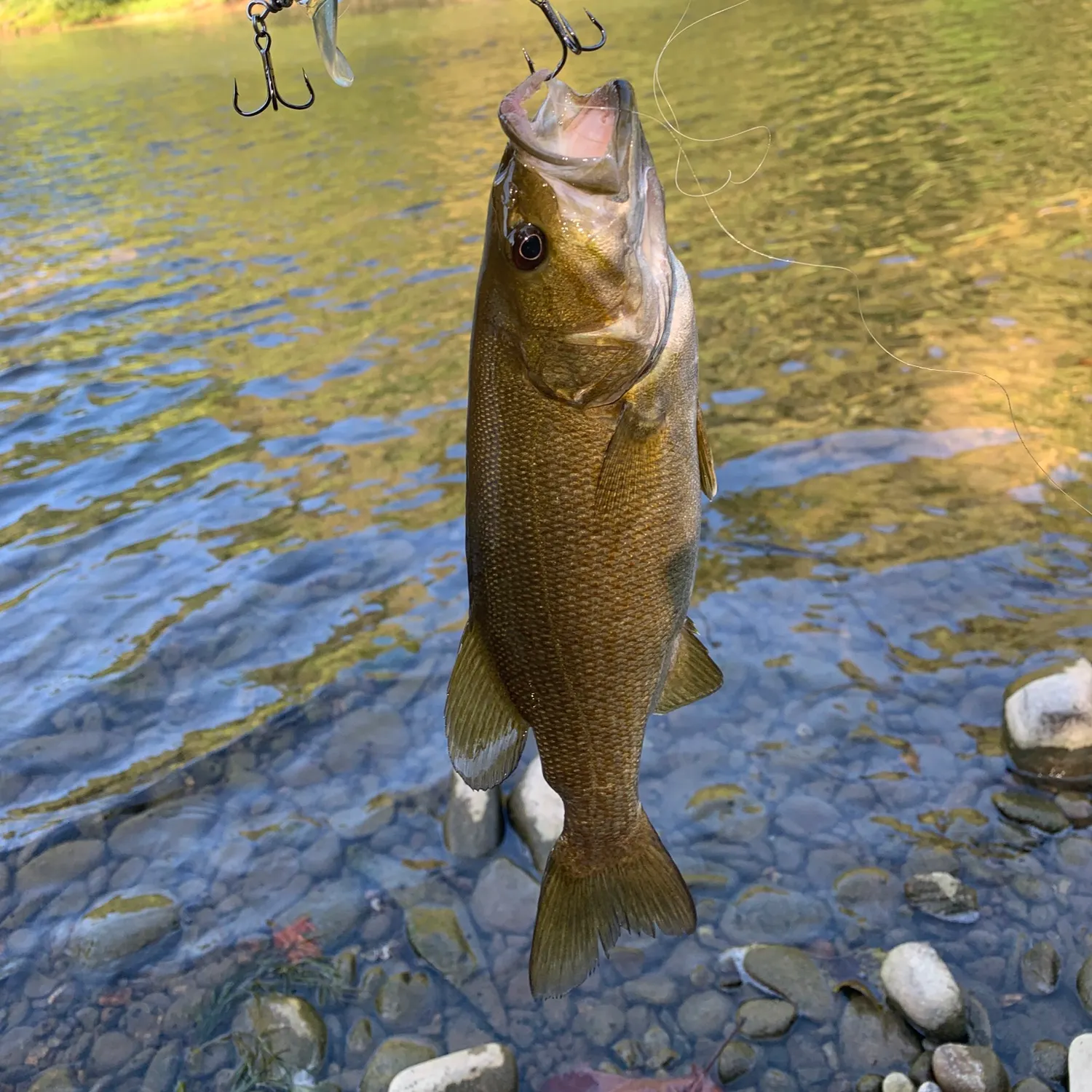 Smallmouth bass caught on Fishbrain