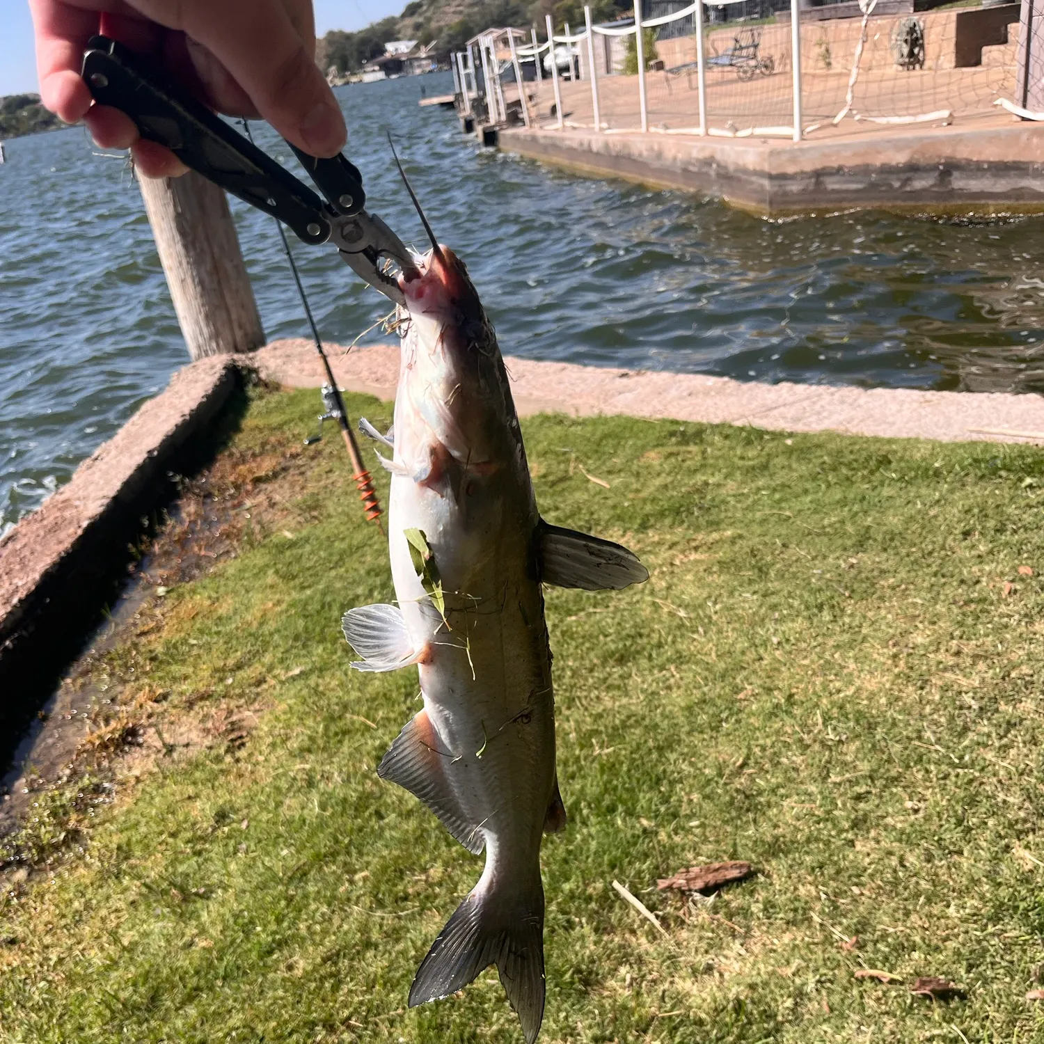 Channel catfish caught on Fishbrain