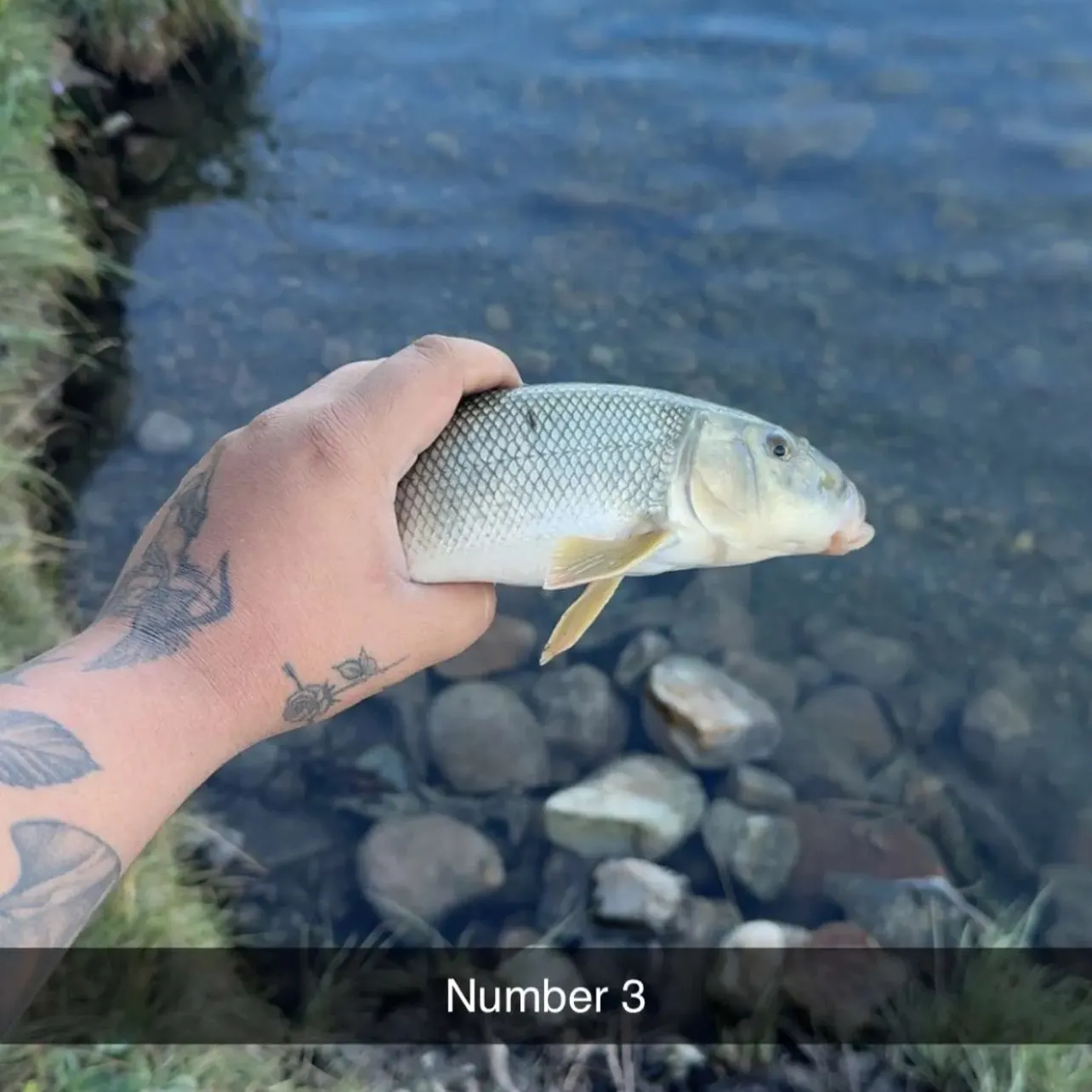 White sucker caught on Fishbrain