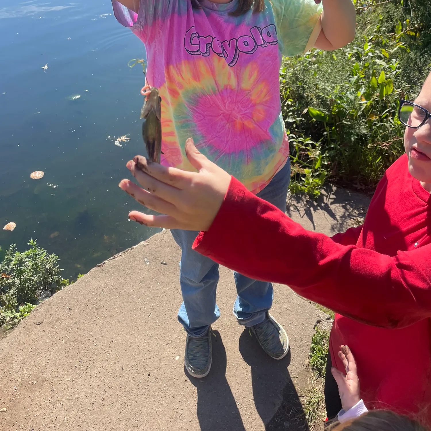 Yellow perch caught on Fishbrain