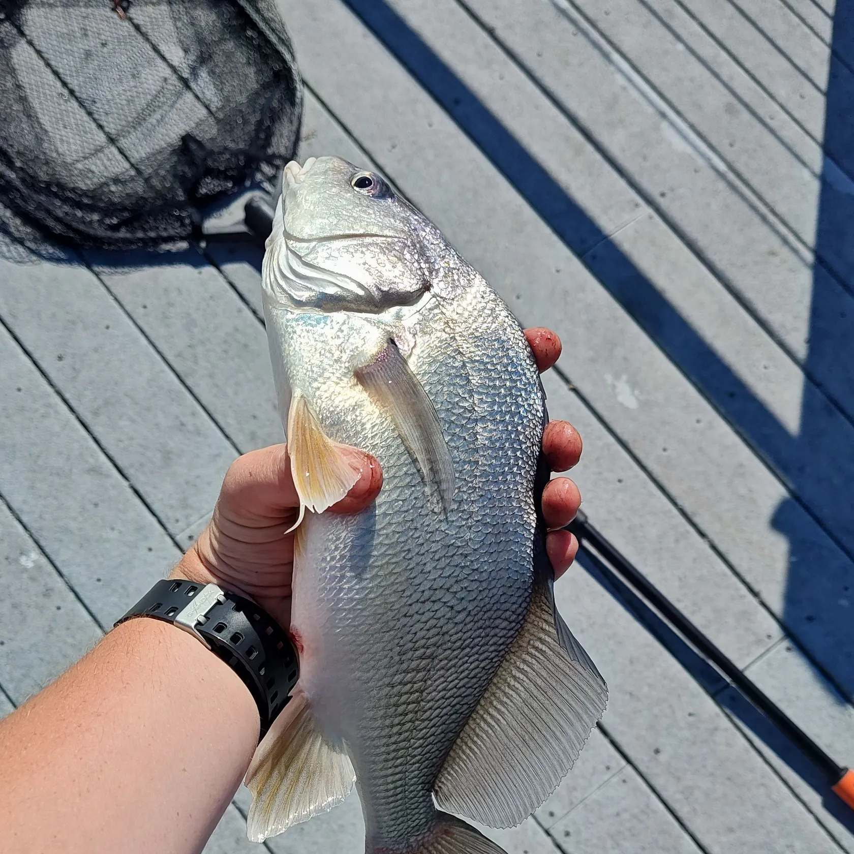 Freshwater drum caught on Fishbrain