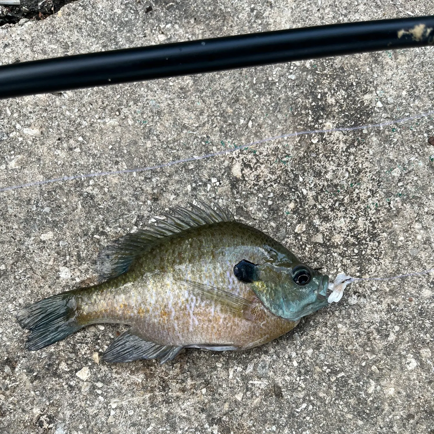 Bluegill caught on Fishbrain