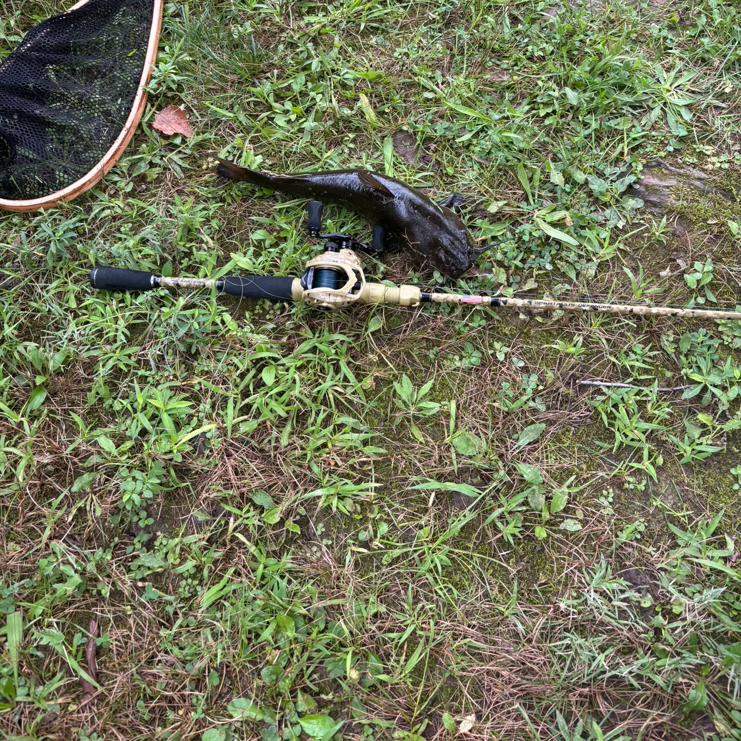 Fish caught on Fishbrain
