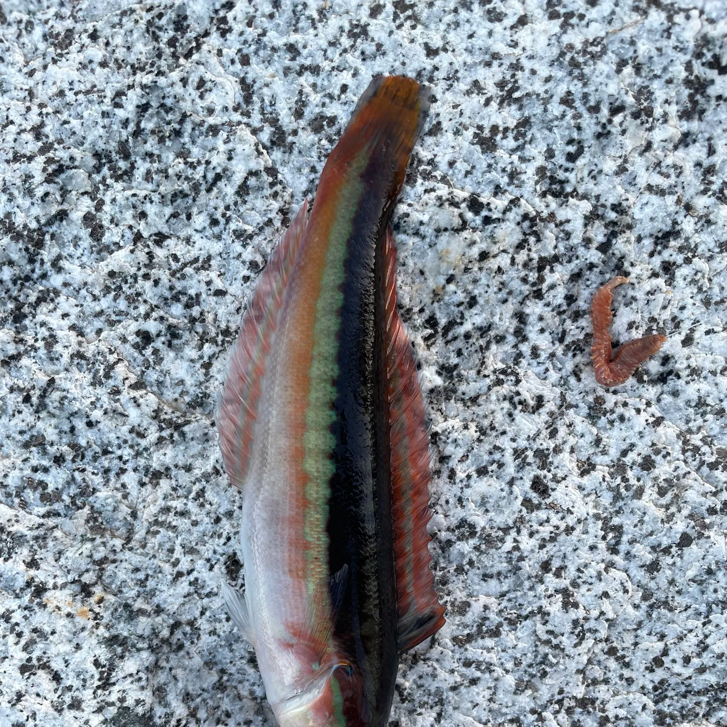 Mediterranean rainbow wrasse caught on Fishbrain