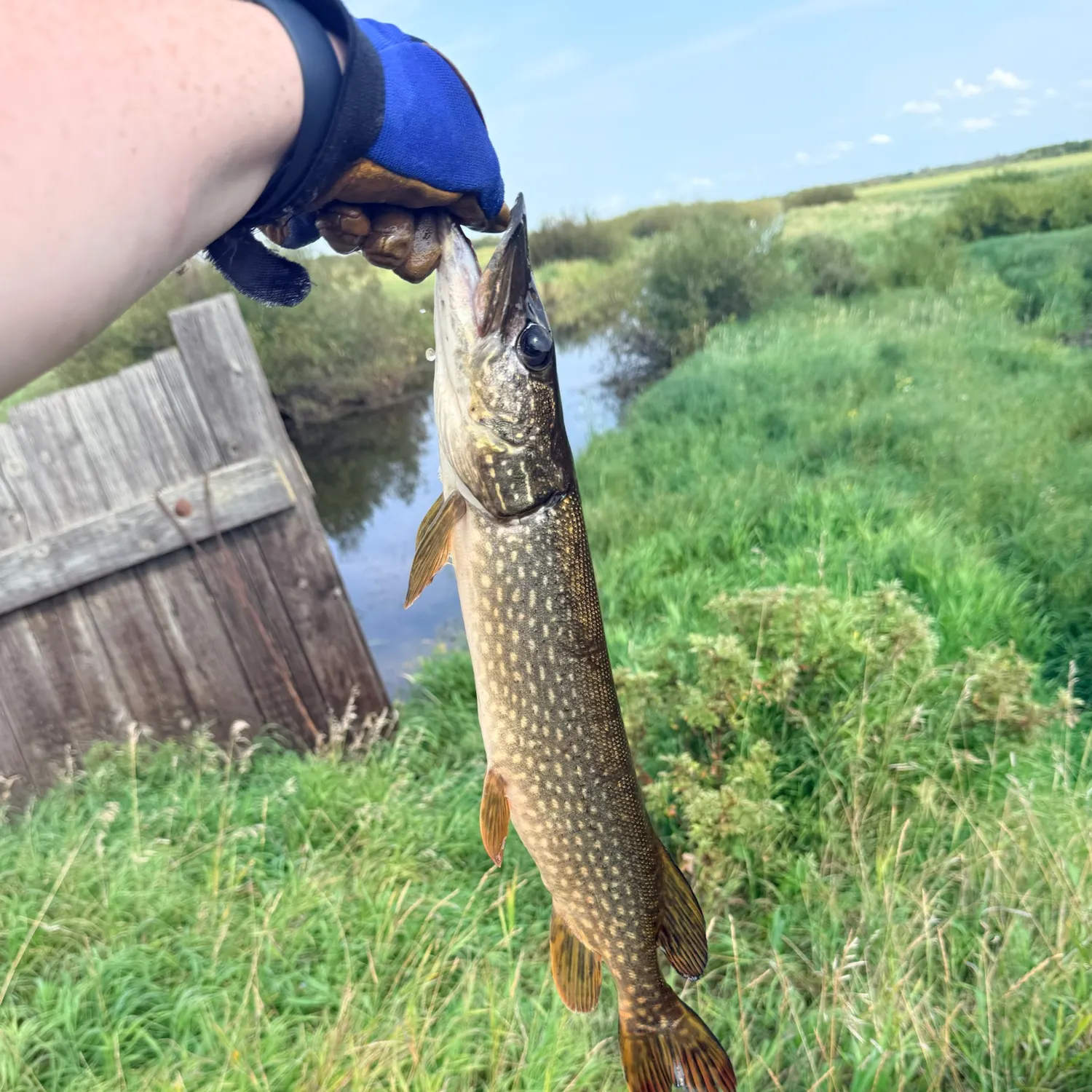 Northern pike caught on Fishbrain