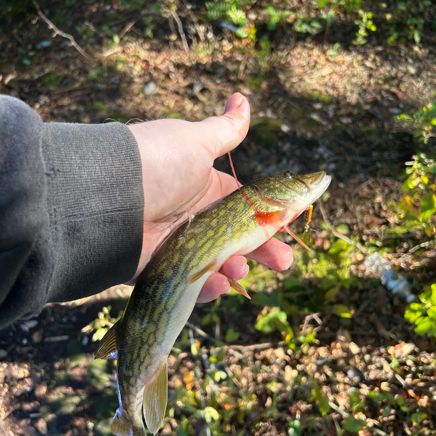 Chain pickerel caught on Fishbrain