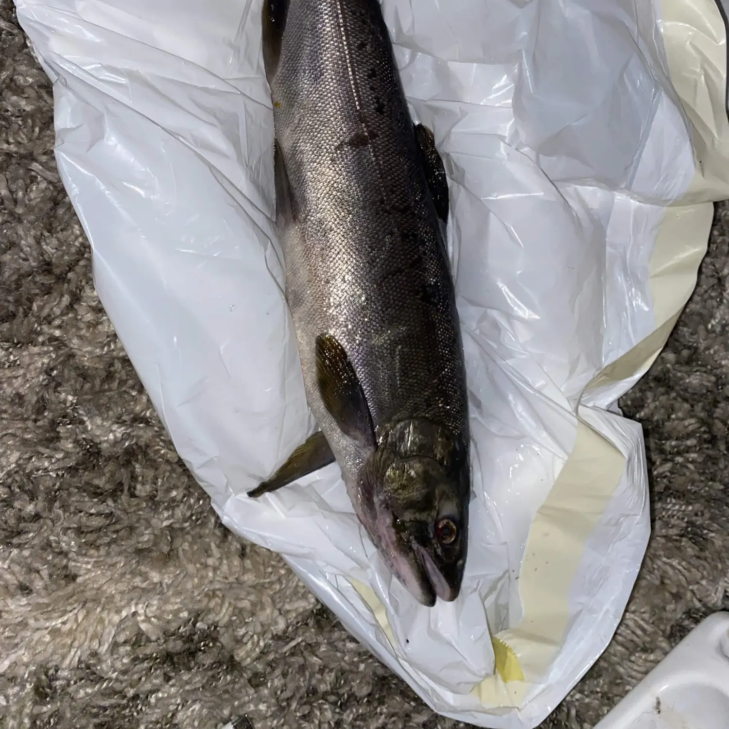 Coho salmon caught on Fishbrain
