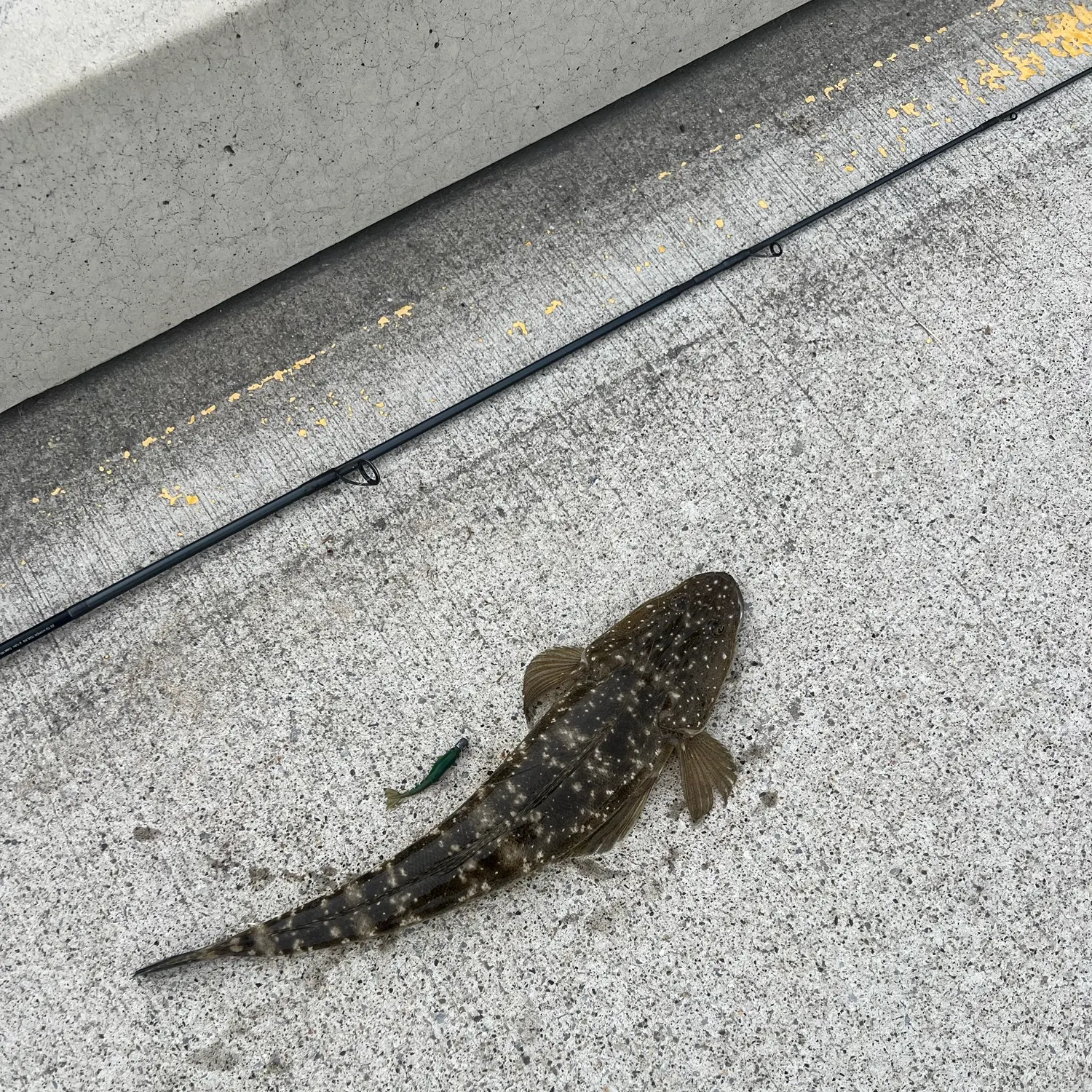 Dusky flathead caught on Fishbrain