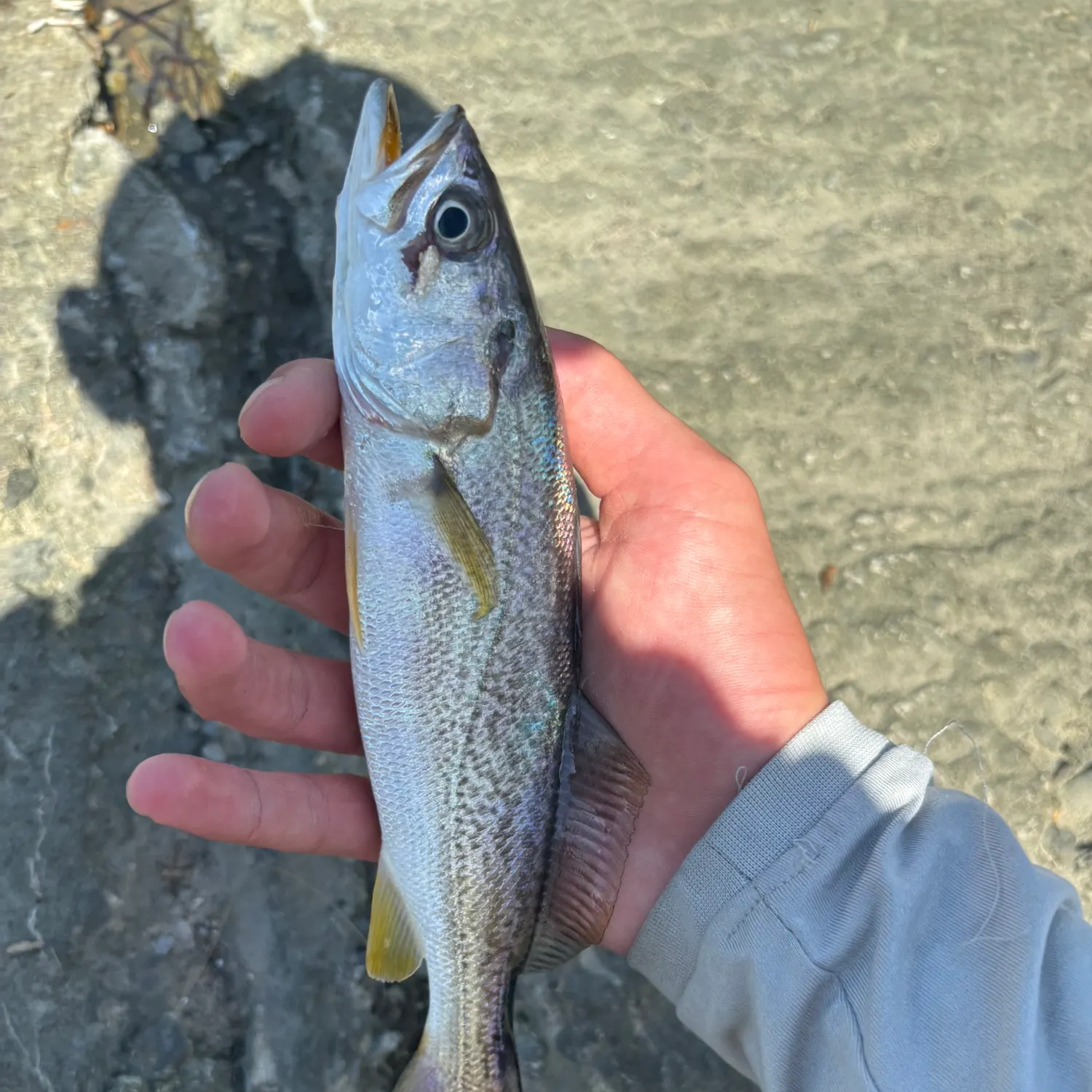 The most recent Gray weakfish catches on Fishbrain