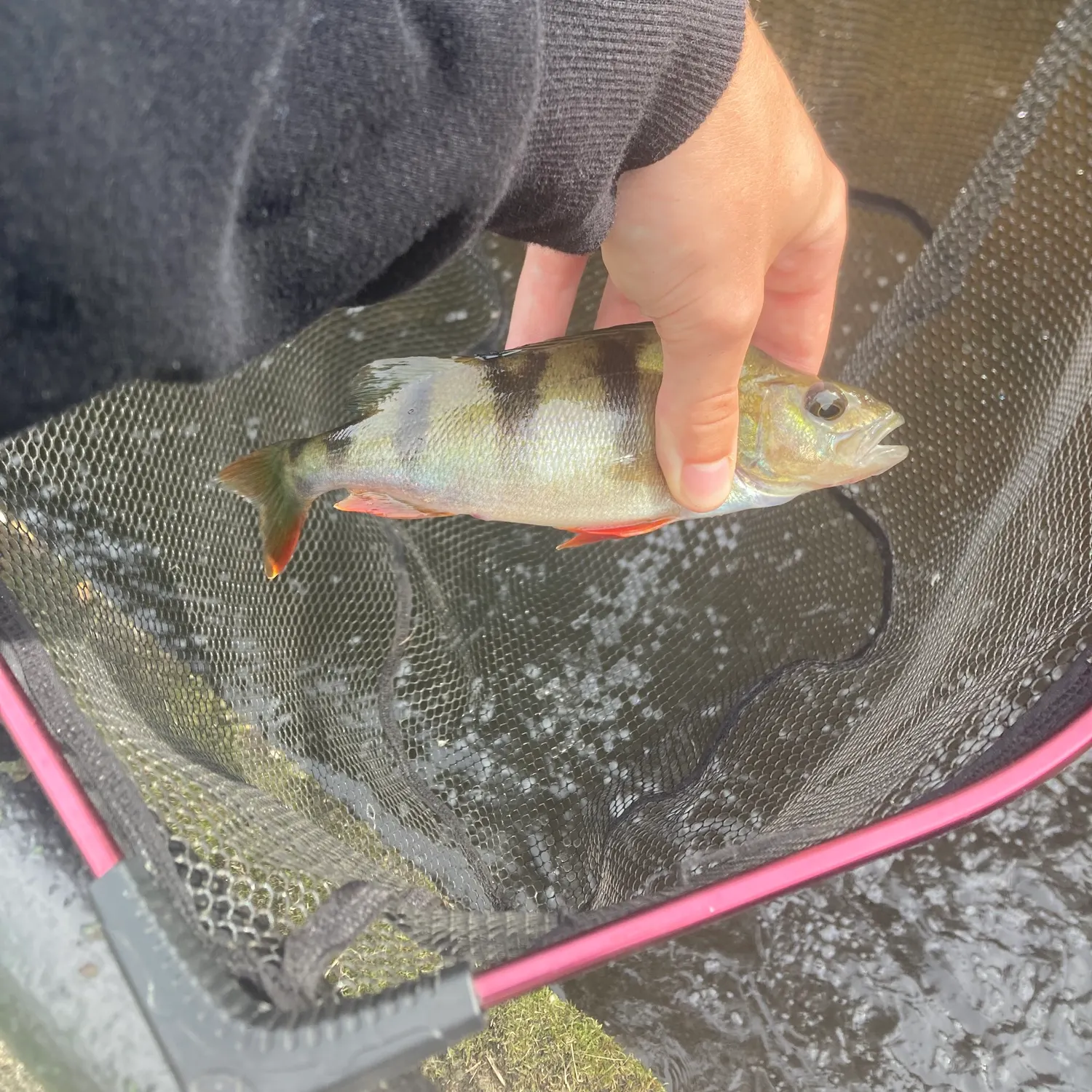 European perch caught on Fishbrain