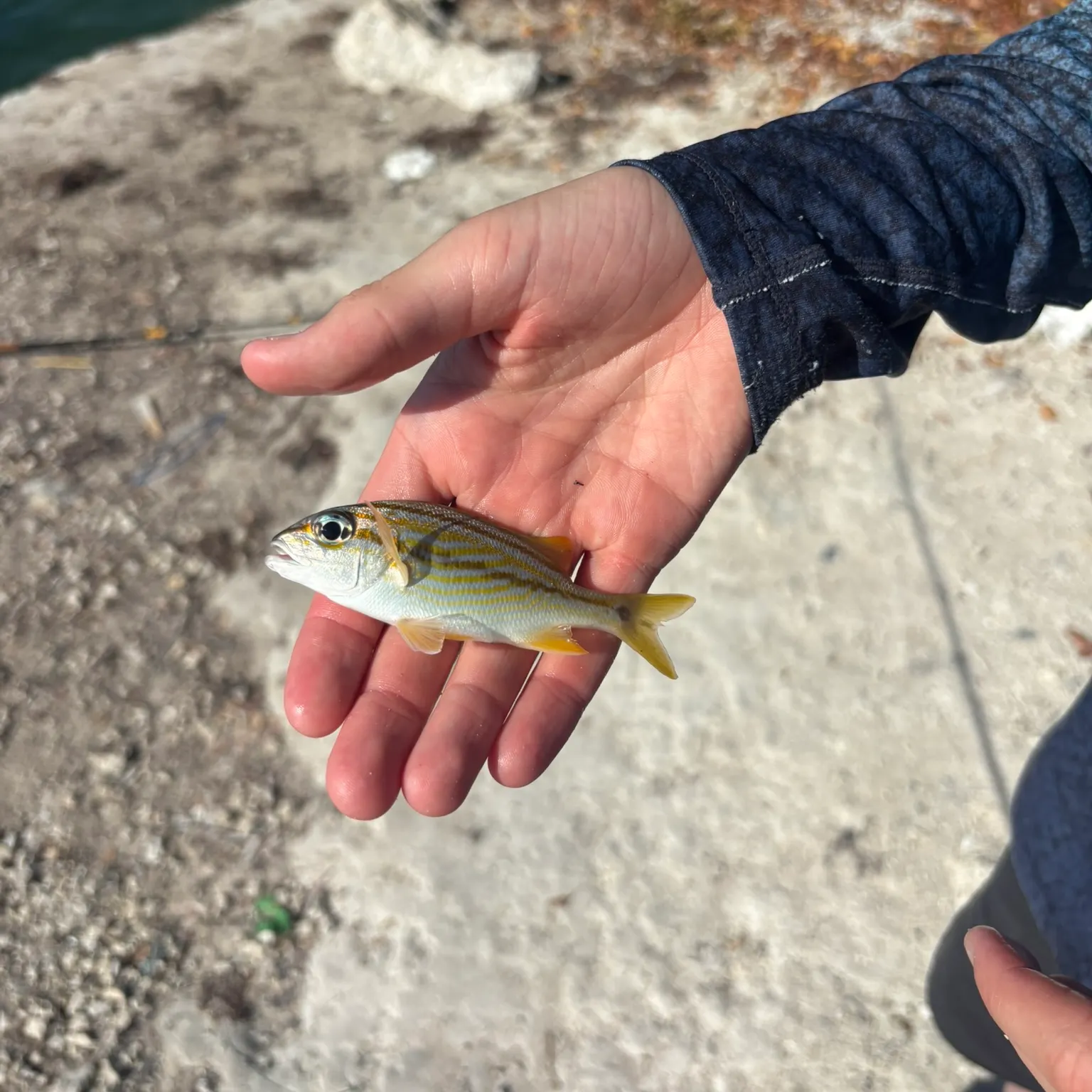 The most recent Smallmouth grunt catches on Fishbrain