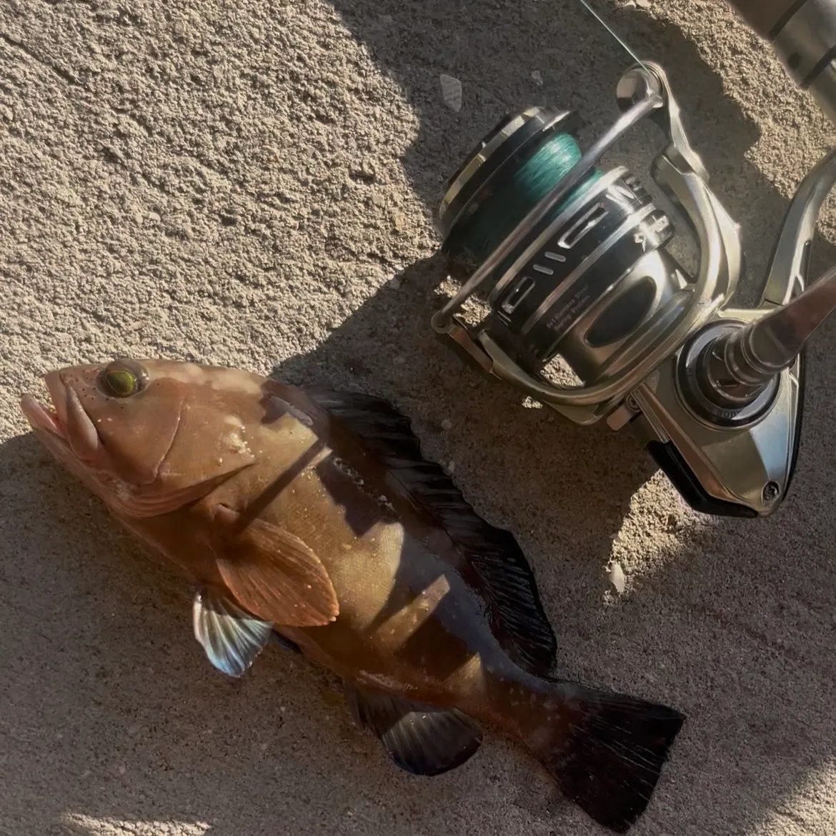 The most recent Red grouper catches on Fishbrain