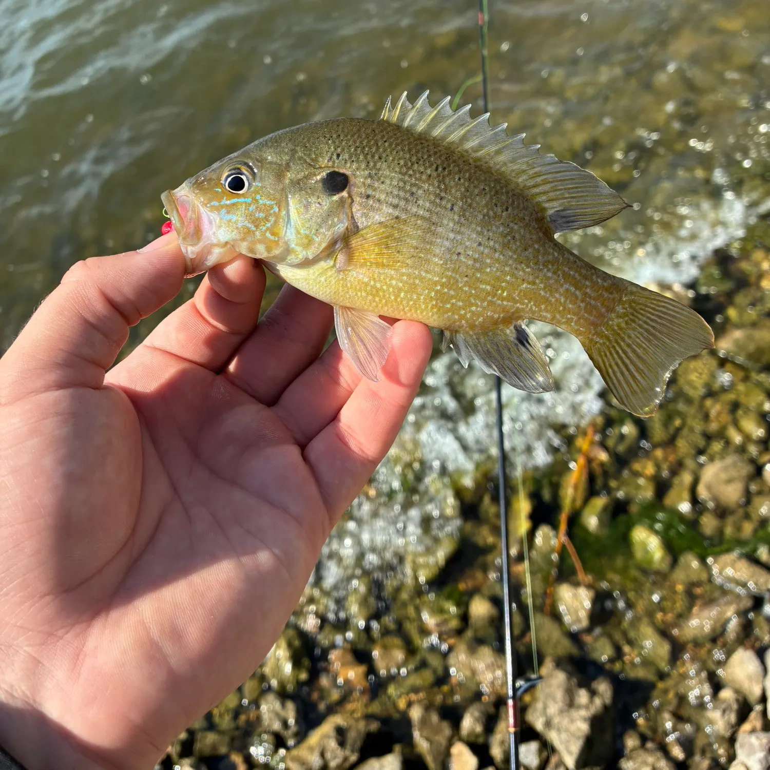 Green sunfish caught on Fishbrain