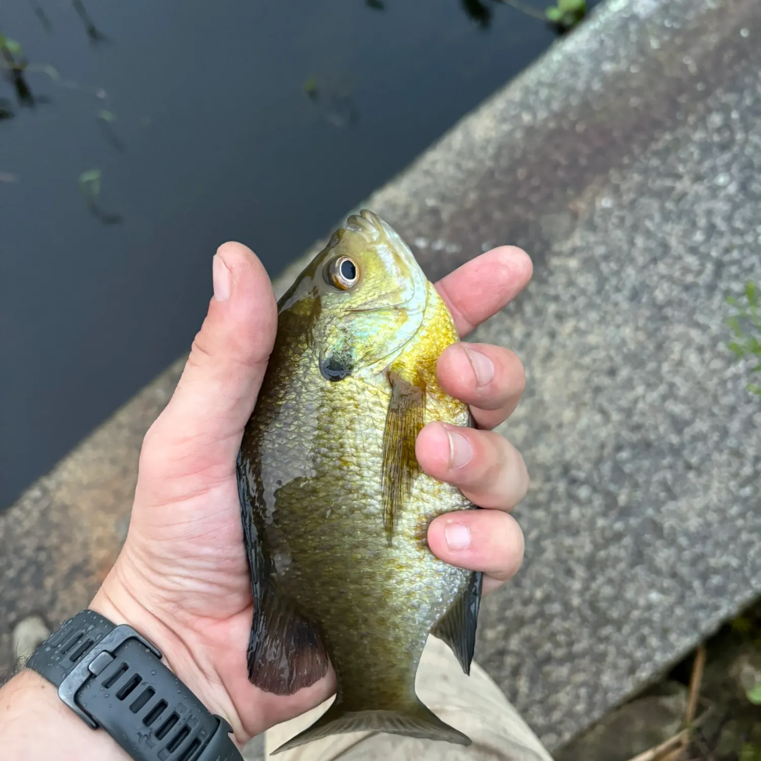 Bluegill caught on Fishbrain