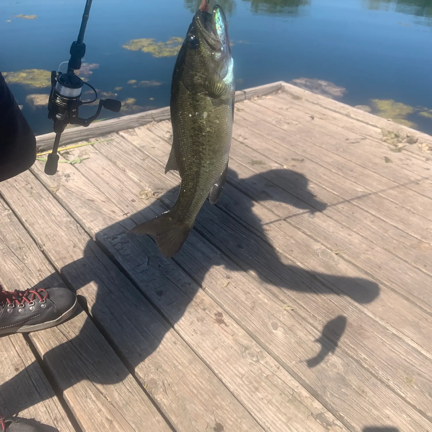 Lake trout caught on Fishbrain