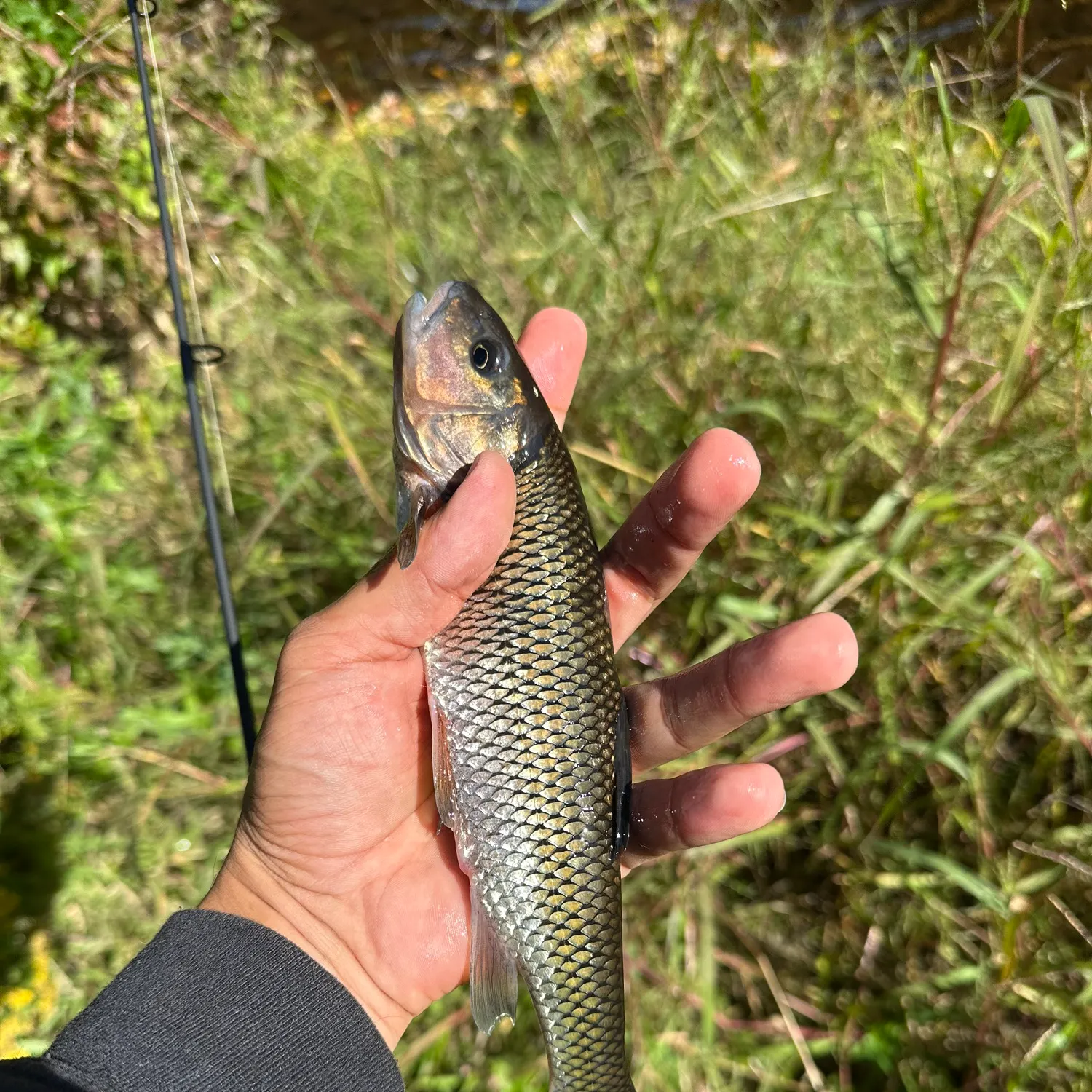 Fallfish caught on Fishbrain