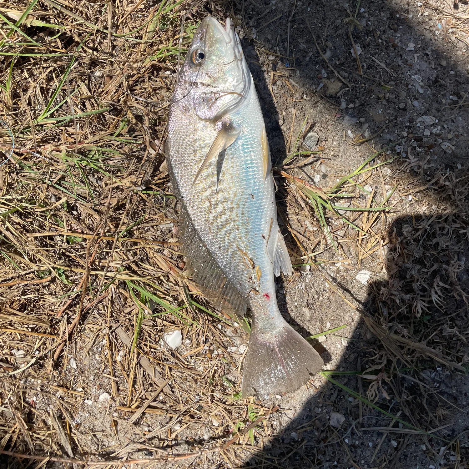 Atlantic croaker caught on Fishbrain