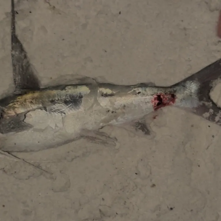 The most recent Gafftopsail sea catfish catches on Fishbrain