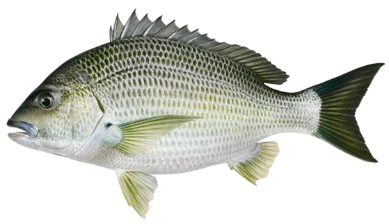Southern black bream