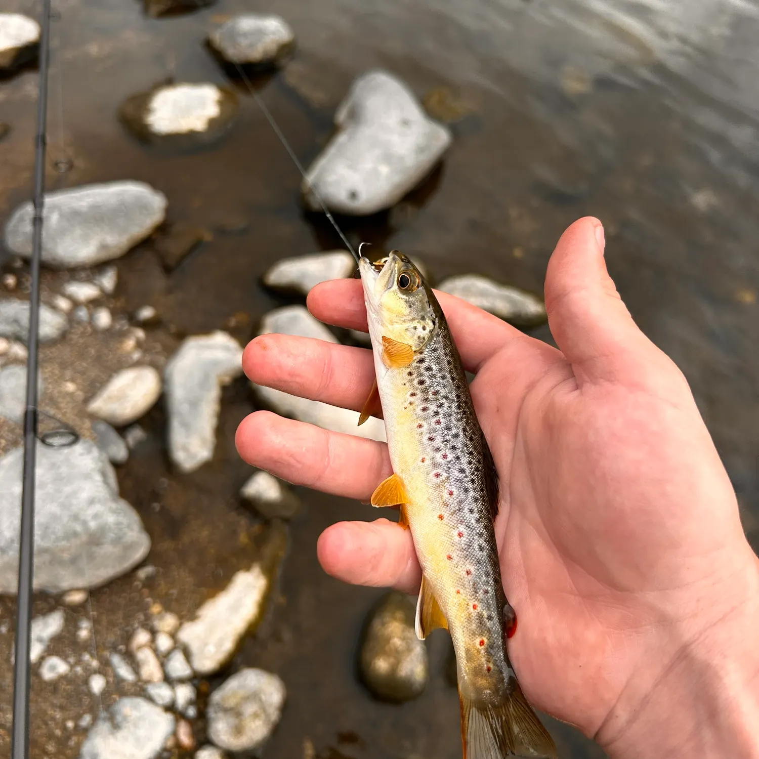 Fish caught on Fishbrain