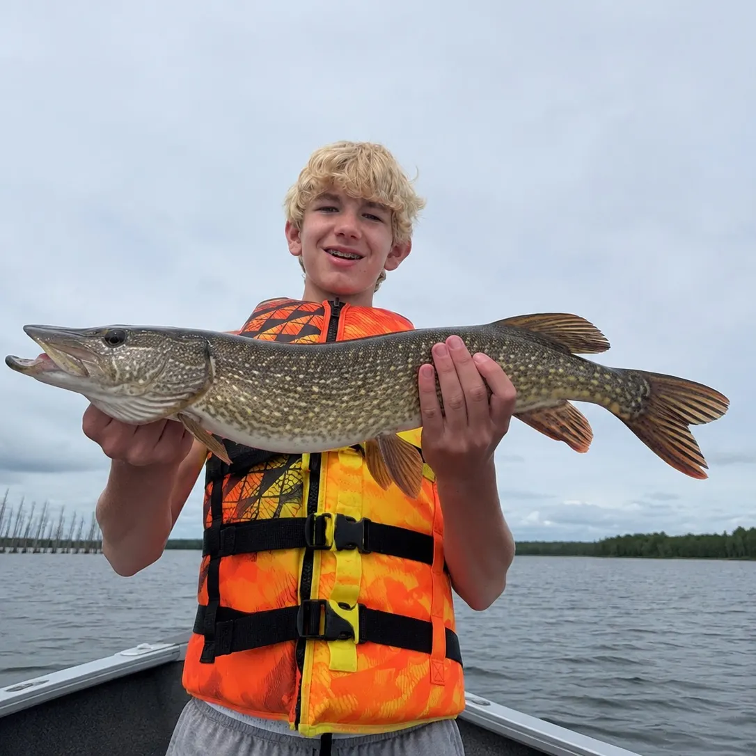 Northern pike caught on Fishbrain