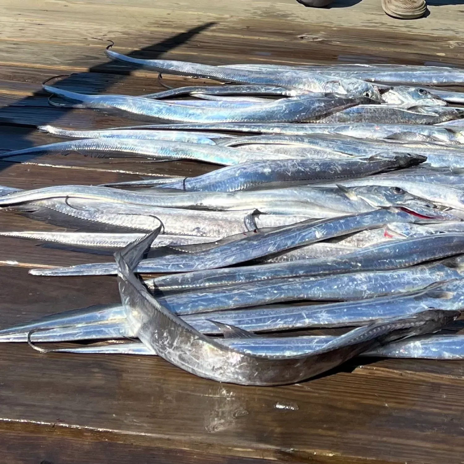 The most recent Slender ribbonfish catches on Fishbrain