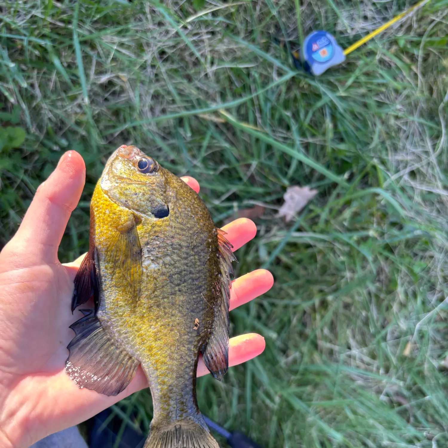 Bluegill caught on Fishbrain