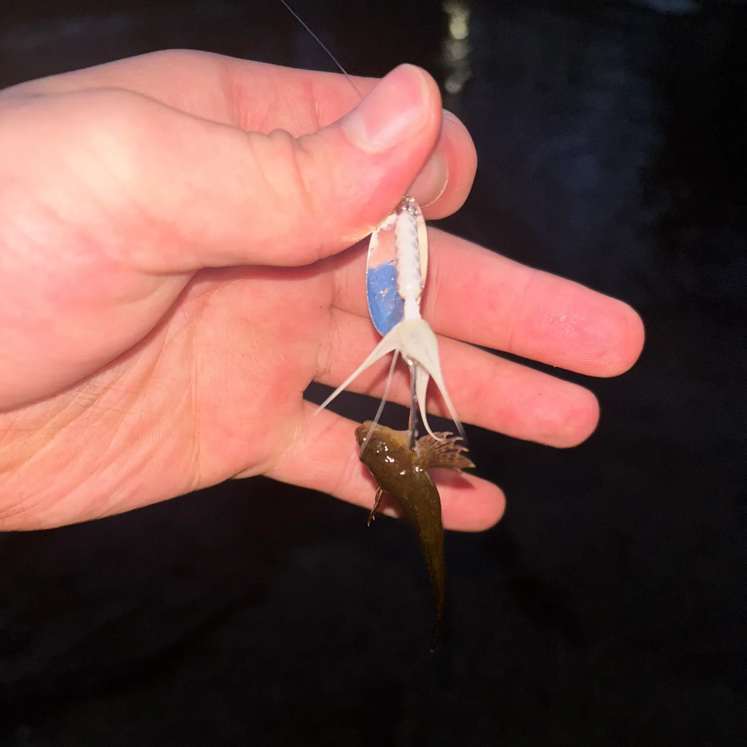 The most recent Mottled sculpin catches on Fishbrain