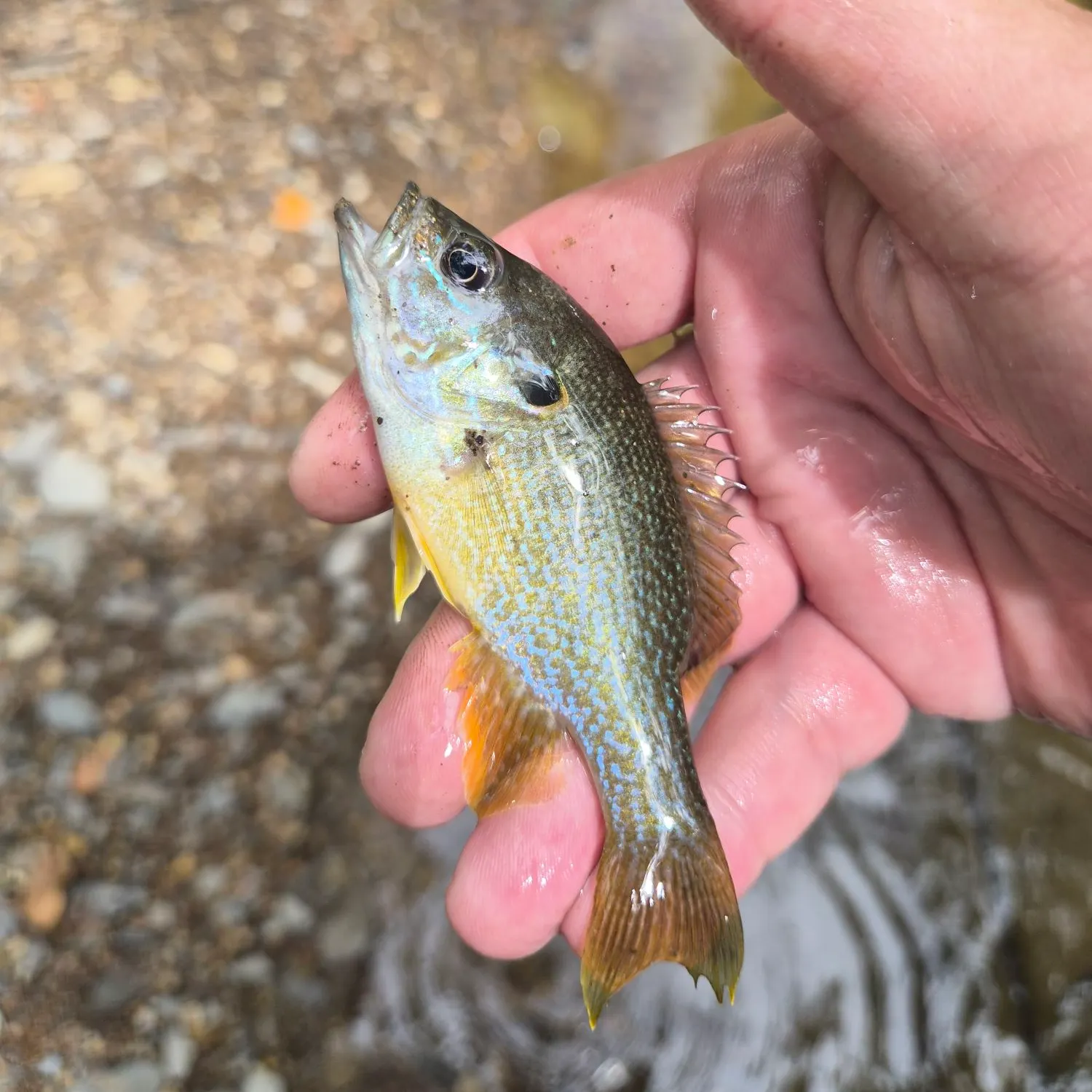 The most recent Longear x green sunfish catches on Fishbrain