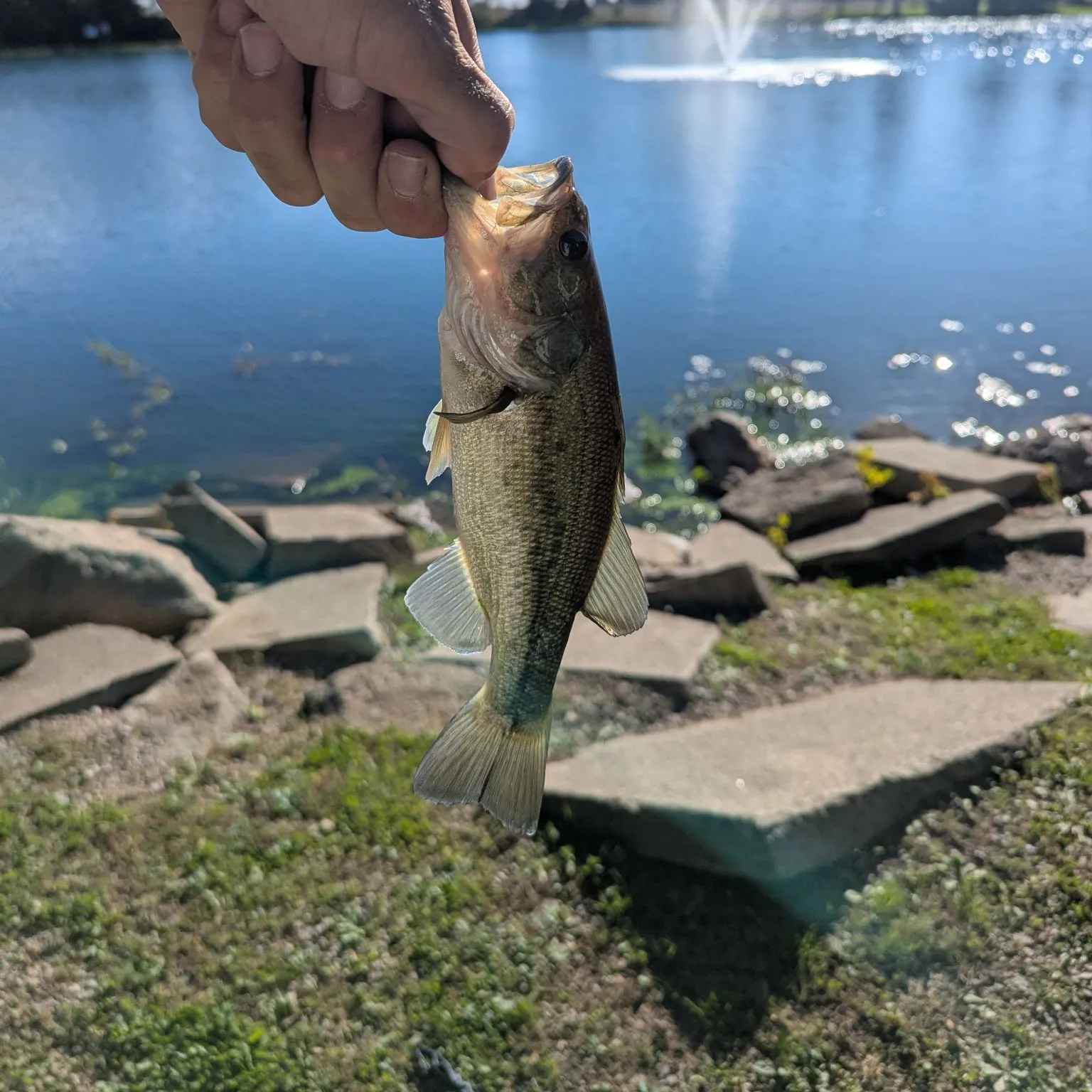 Largemouth bass caught on Fishbrain