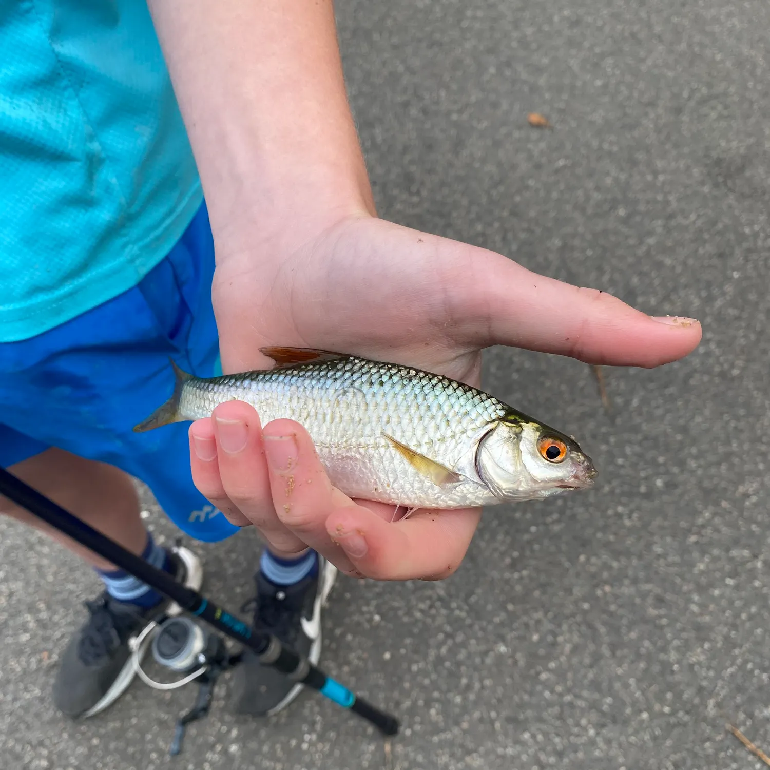 Common roach caught on Fishbrain