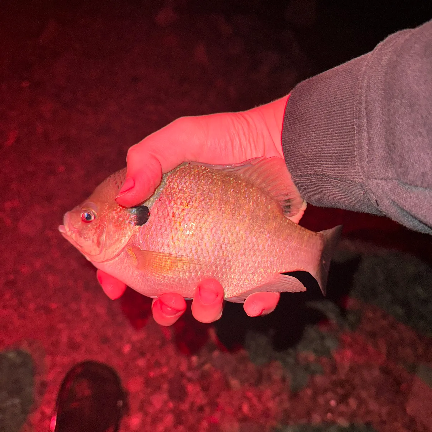 Bluegill caught on Fishbrain