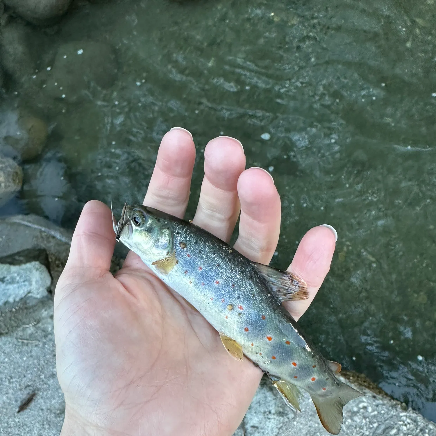 Brown trout caught on Fishbrain