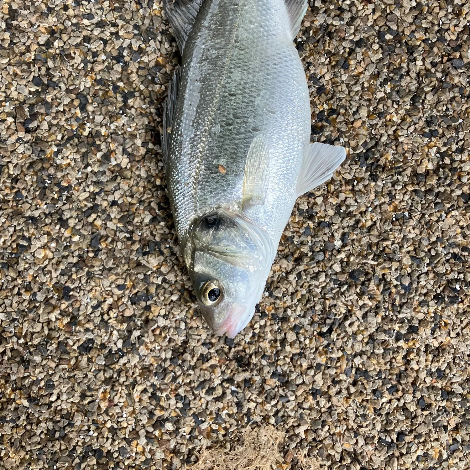 European seabass caught on Fishbrain