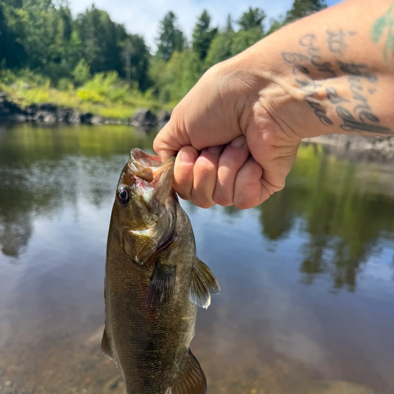 Smallmouth bass caught on Fishbrain