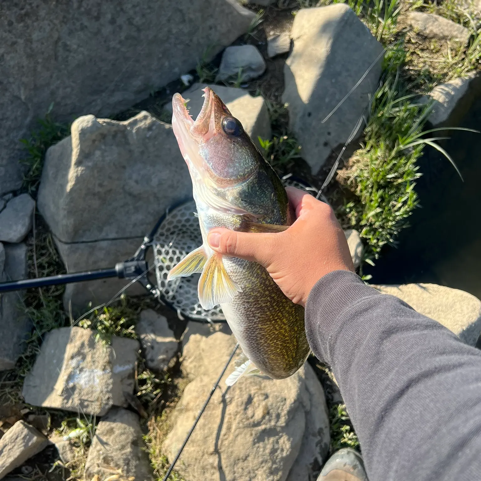 catch