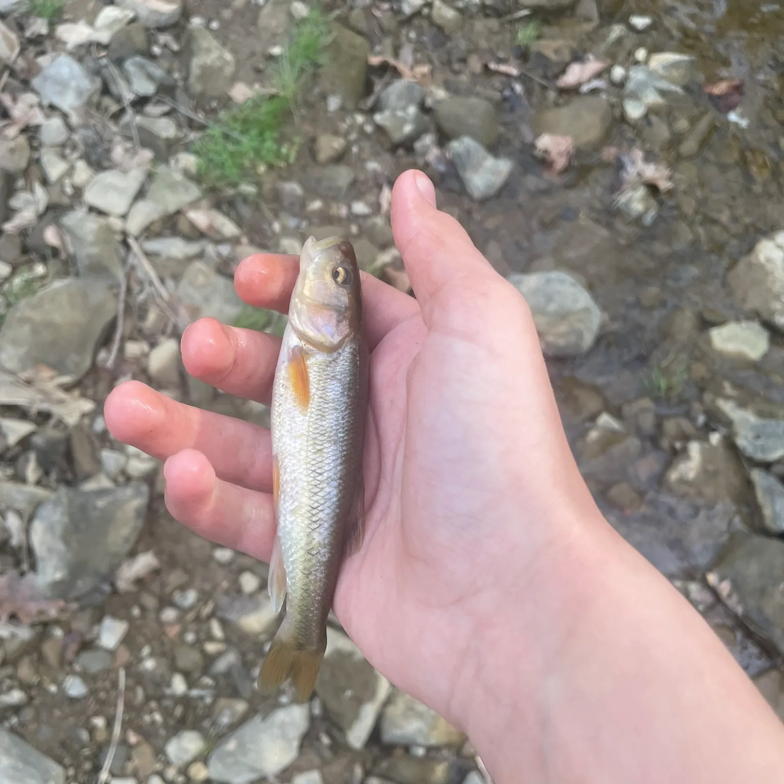 The most recent Creek chub catches on Fishbrain