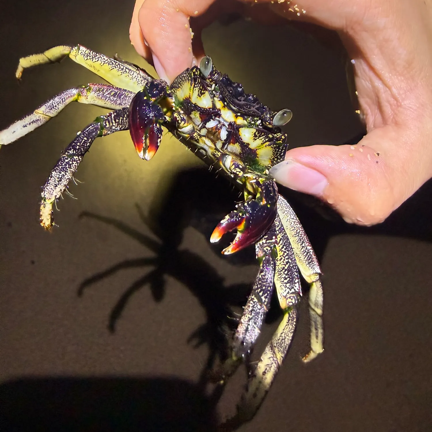 The most recent Thin-shelled rock crab catches on Fishbrain