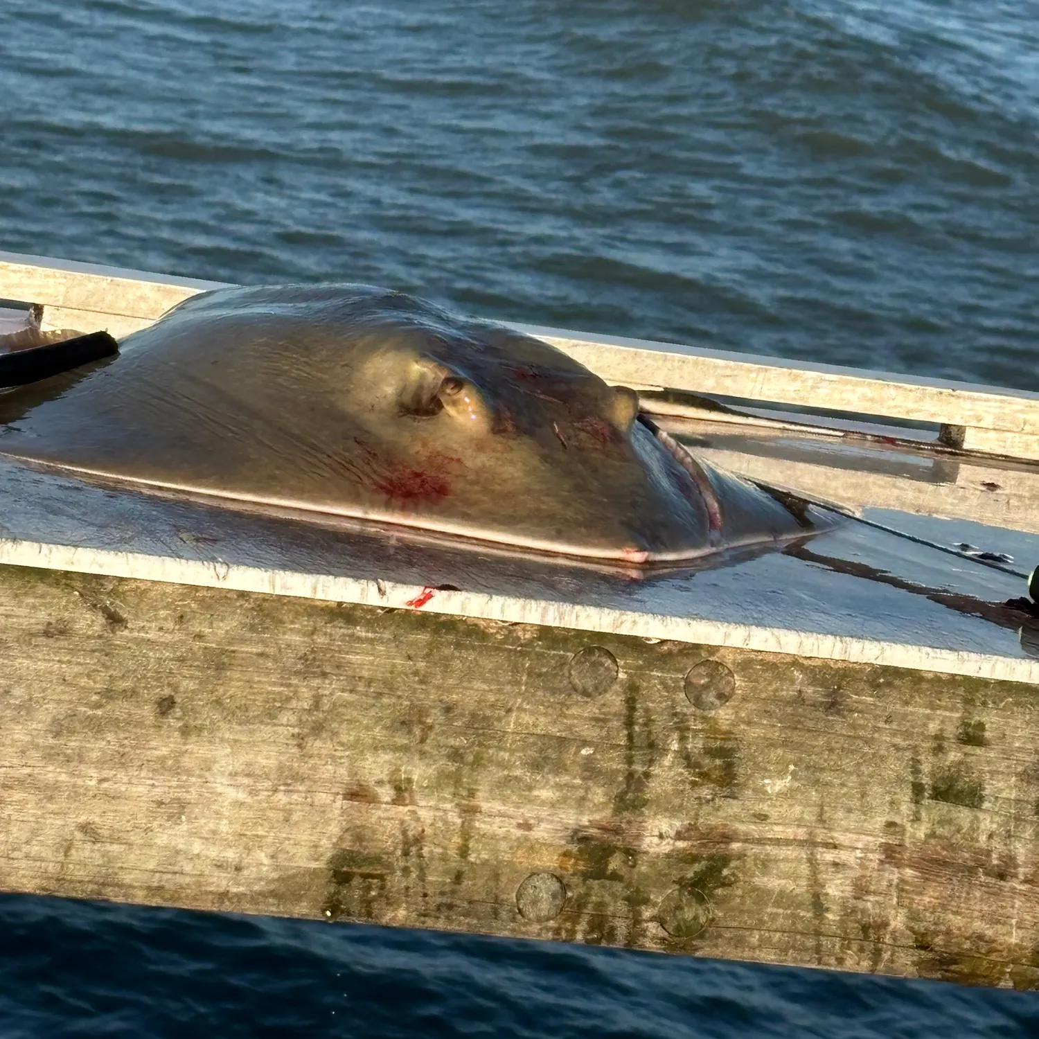 The most recent Southern stingray catches on Fishbrain